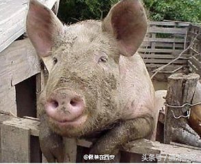 徐老汉给母猪配种,让你笑到肚子痛