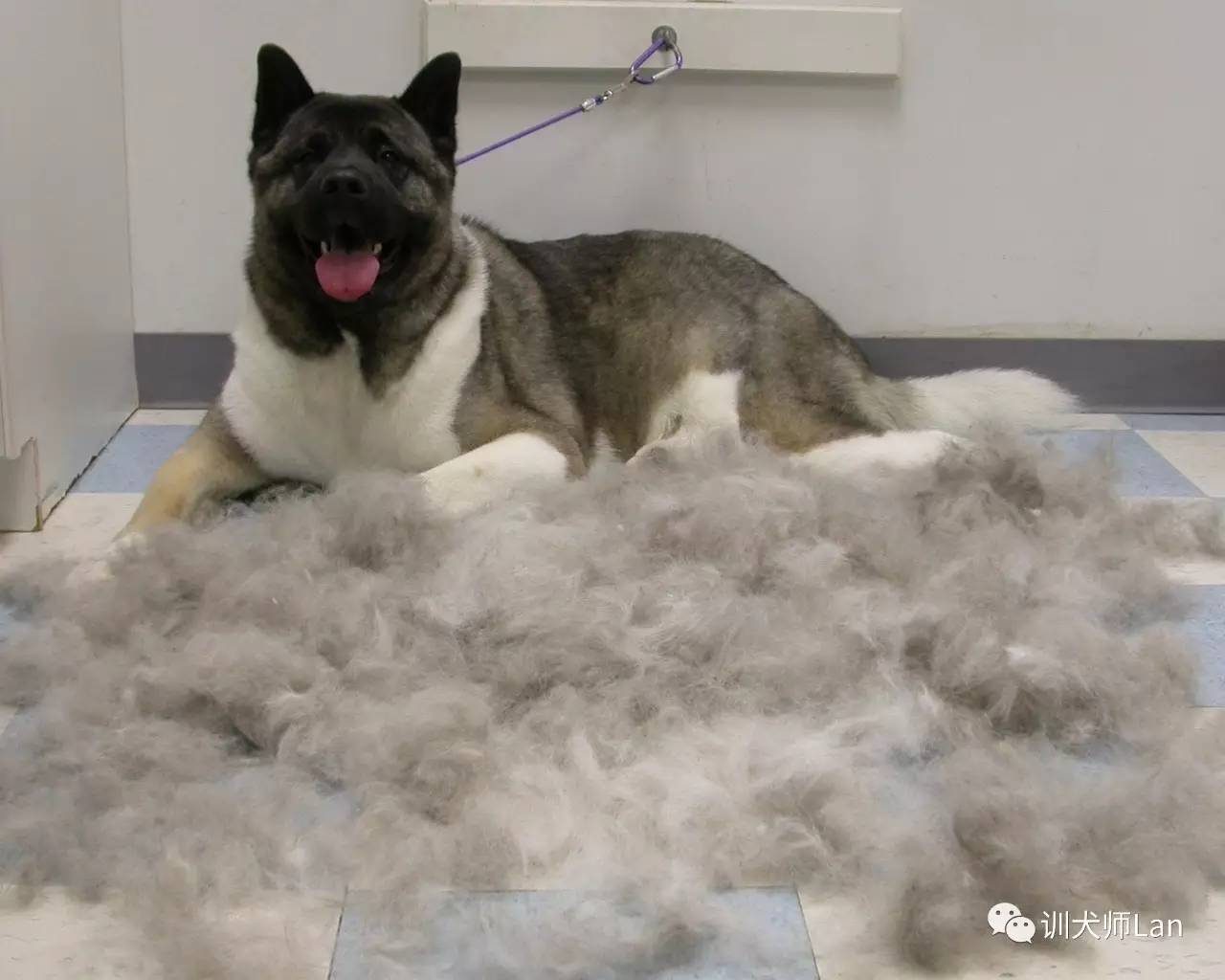 充满责任感的狗狗,又勇敢又可爱的狗狗