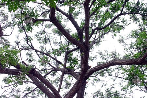 苦楝树全身都是苦的吗,苦楝树为什么消失了