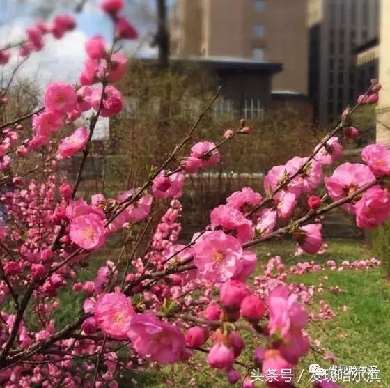 春天哈尔滨好玩的地方,哈尔滨春天景色