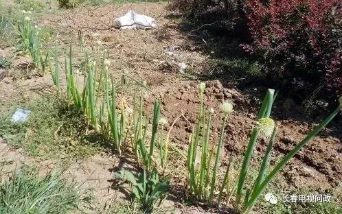 长春小区围墙被推倒,长春绿地违建拆除名单