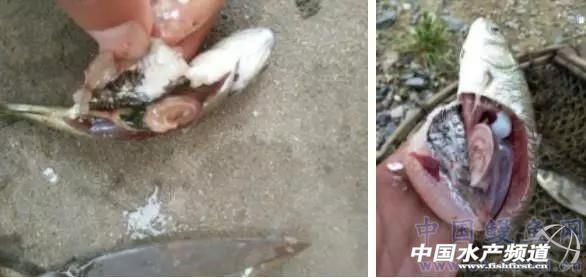 4月下旬小草鱼烂鳃、水霉、锚头蚤等常见疾病分析处理及预防
