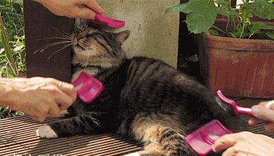 帮猫咪梳毛猫毛满天飞怎么办,给猫梳毛满天飞怎么办