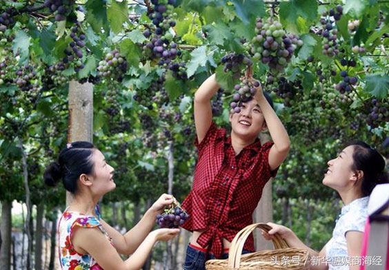 来这个镇得准备个菜篮子“一带四园”10万人光顾连玩带挣钱