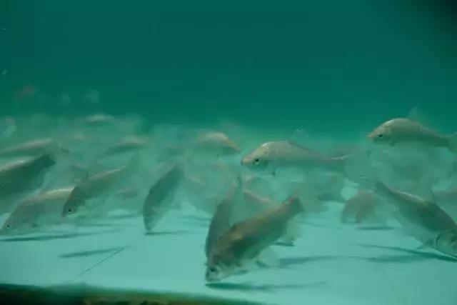 化氏王超钓鱼技巧,王超钓鲫鱼避小杂鱼技巧