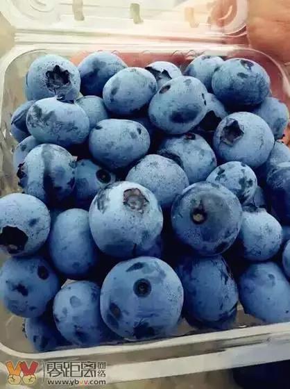 宜宾屏山蓝莓基地采摘园在哪,宜宾蓝莓采摘基地多久可以摘