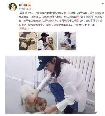 古牧真的很难养吗,古牧被遗弃了