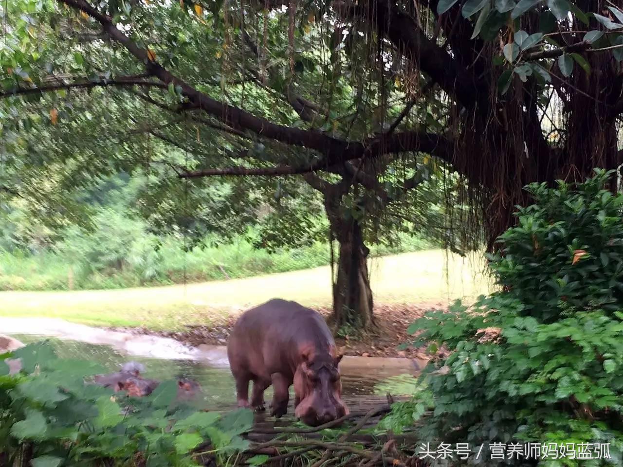 亲子游|井柏然推荐，长隆野生动物世界和海洋王国深度游记！