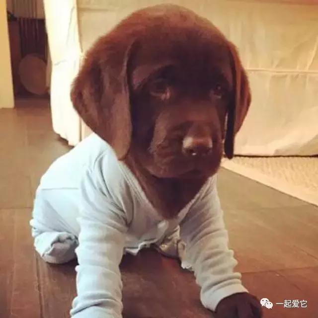 土狗幼犬拉黄色的粑粑什么问题,狗狗拉的便便什么颜色是正常的