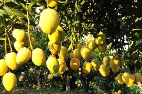 植物王国奇迹果,水果王国植物图鉴系列