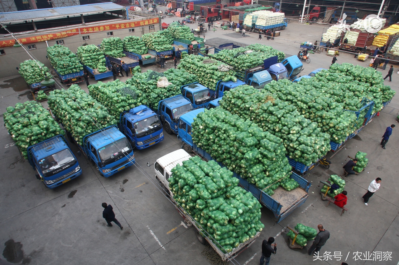 蔬菜批发行情为什么这么差,2017蔬菜市场价格预测