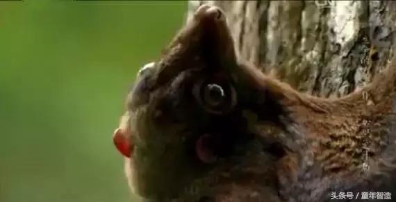 假期一定要带孩子看的5部纪录片,孩子必看的10部自然纪录片