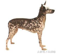 不怕冷的宠物狗有哪些,十种不怕冷的宠物狗有哪些