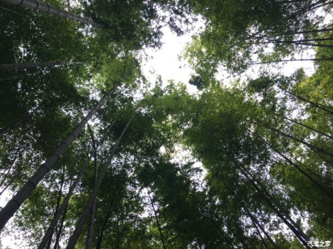 天下第一筇竹,天下第一竹林