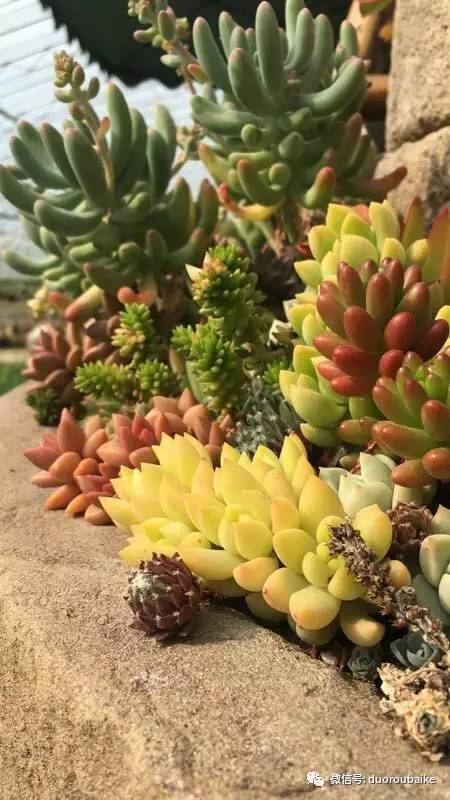 如何拒绝多肉伸手党,多肉伸手的正确方式