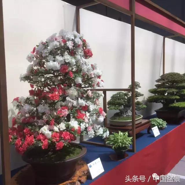 现在什么盆景最有前景,盆景创业未来前景如何