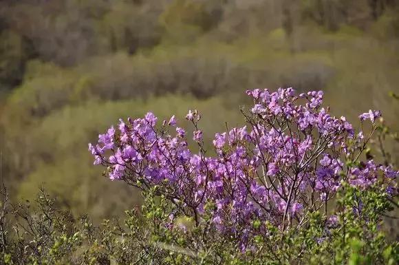西安3月底周边赏花踏青一日游,武汉踏青自驾一日游推荐