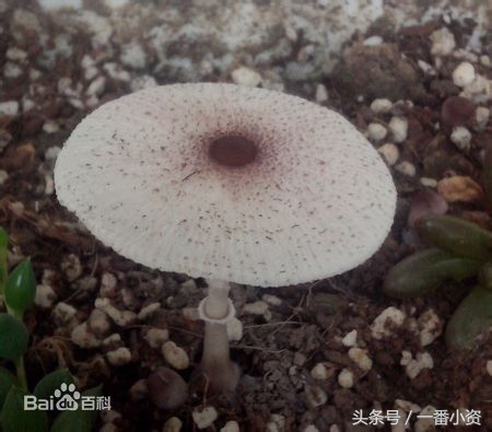 盘点一些毒蘑菇,剧毒蘑菇千万别碰