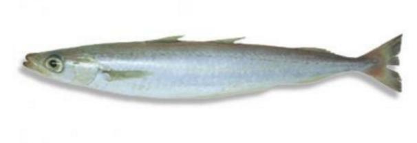 新西兰海产干货,新西兰海珍品