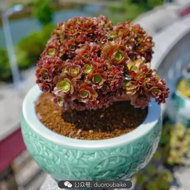 多肉新手入坑10大误区,多肉入坑法师