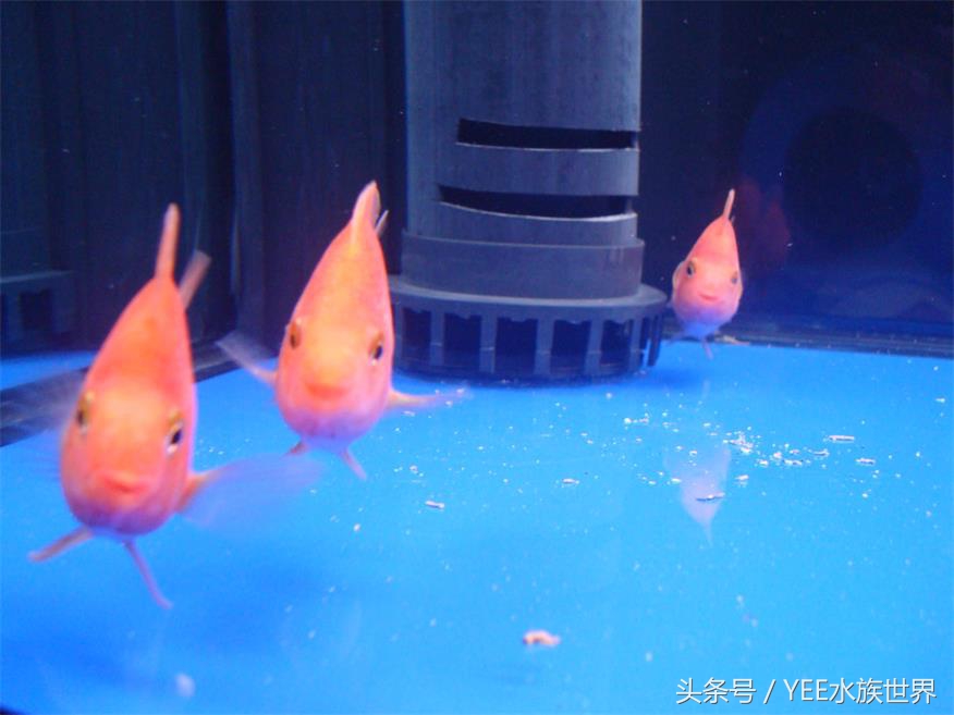 硝化细菌N种死法：饿死、憋死、药死、干死、照射死等等