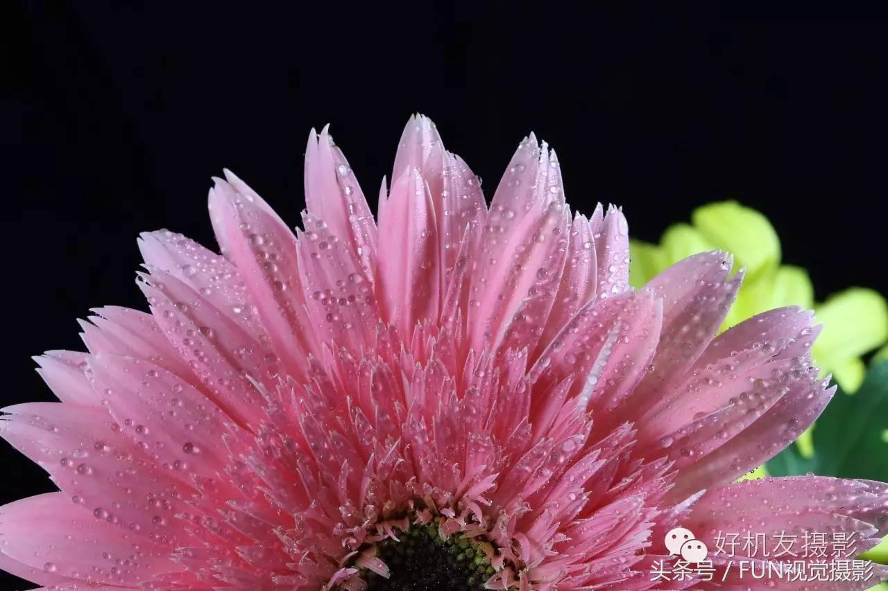 花卉创意摄影作品欣赏,花卉创意摄影十个技巧是什么