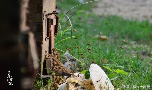 蜂蜜过期了怎么办小妙招,蜂蜜过期了怎么处理最好