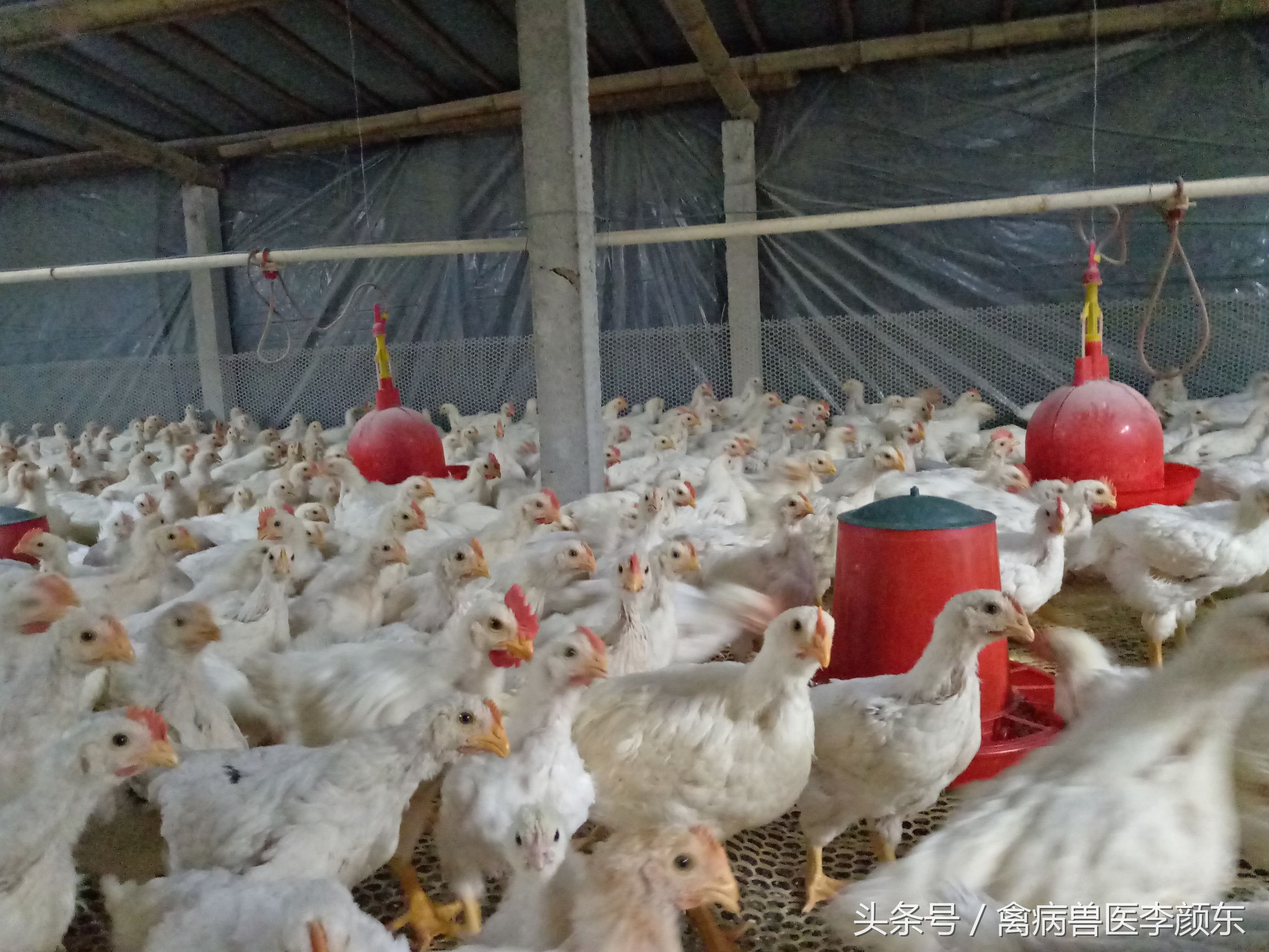 鸡患包涵体肝炎的原因,安卡拉鸡病原因