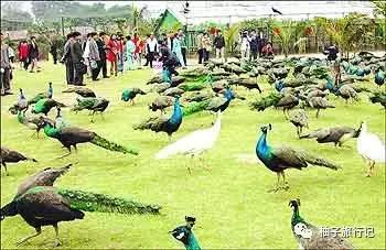 景洪泼水节注意事项,西双版纳泼水节如何不被泼