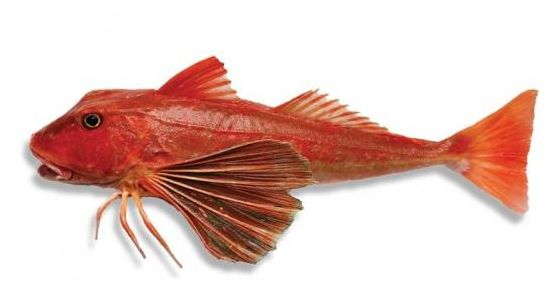 新西兰海产干货,新西兰海珍品