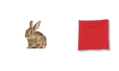 泰迪怎么会喜欢你,泰迪怎么让它信任你