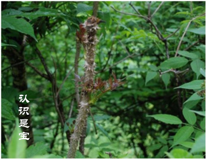 红楤木能长多大,红楤木生长在哪个地区