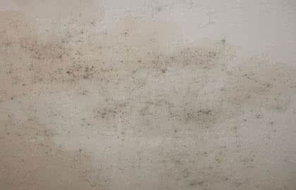 室内墙壁发霉怎么处理,84消毒液去除墙壁发霉