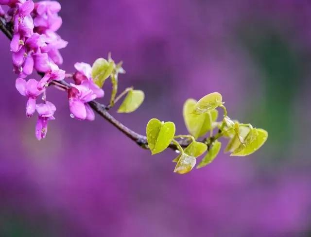 摄友作品点评,4月拍照