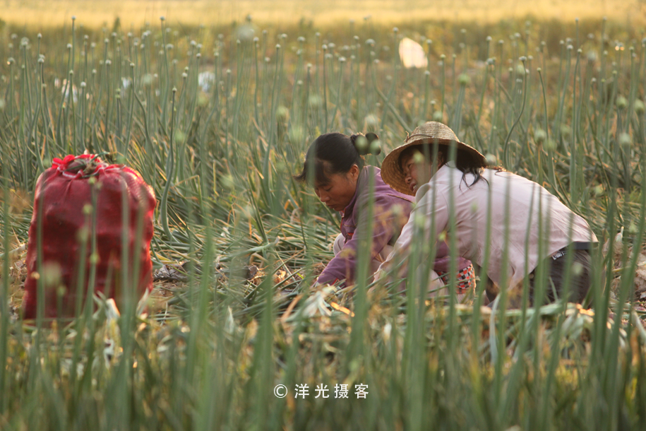 菜贱伤农的原因和对策,简要分析菜贱伤农和菜贵伤民现象
