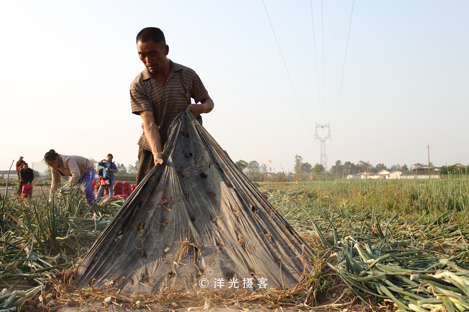 菜贱伤农的原因和对策,简要分析菜贱伤农和菜贵伤民现象