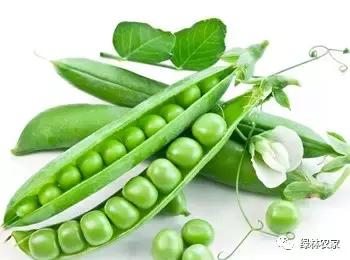 立夏真正的夏天来了准备好了吗,立夏炎热的夏季即将开始