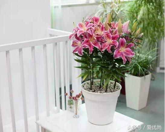 百合花怎么养最合适,百合花怎么养最好