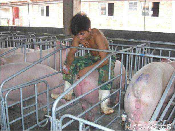 母猪分娩打缩宫针怎样打,母猪产后输什么液恢复快