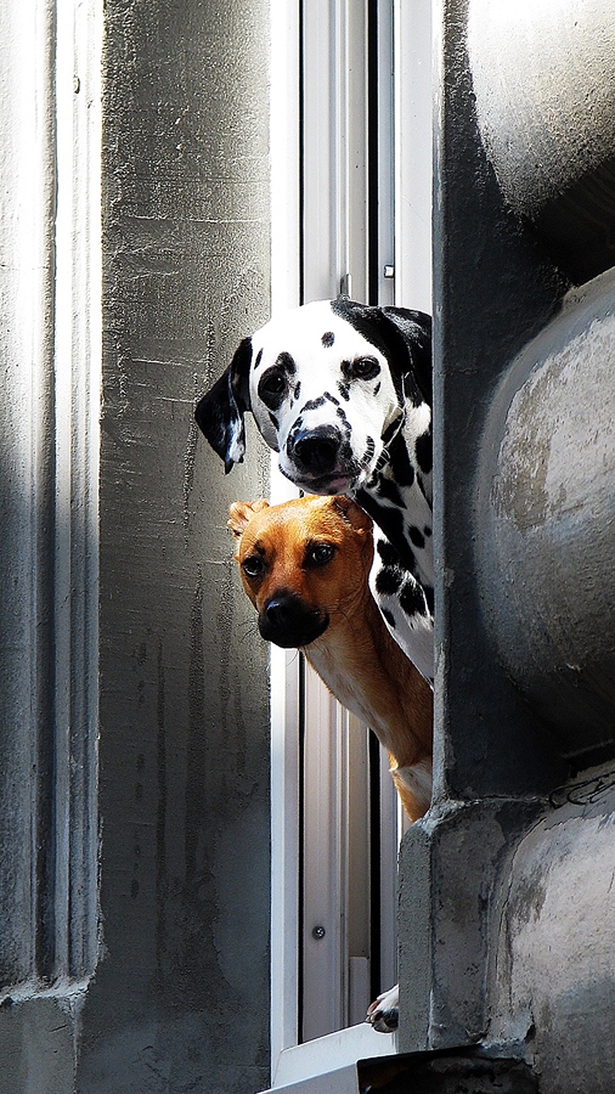 牛羊可吃，猫狗不行？