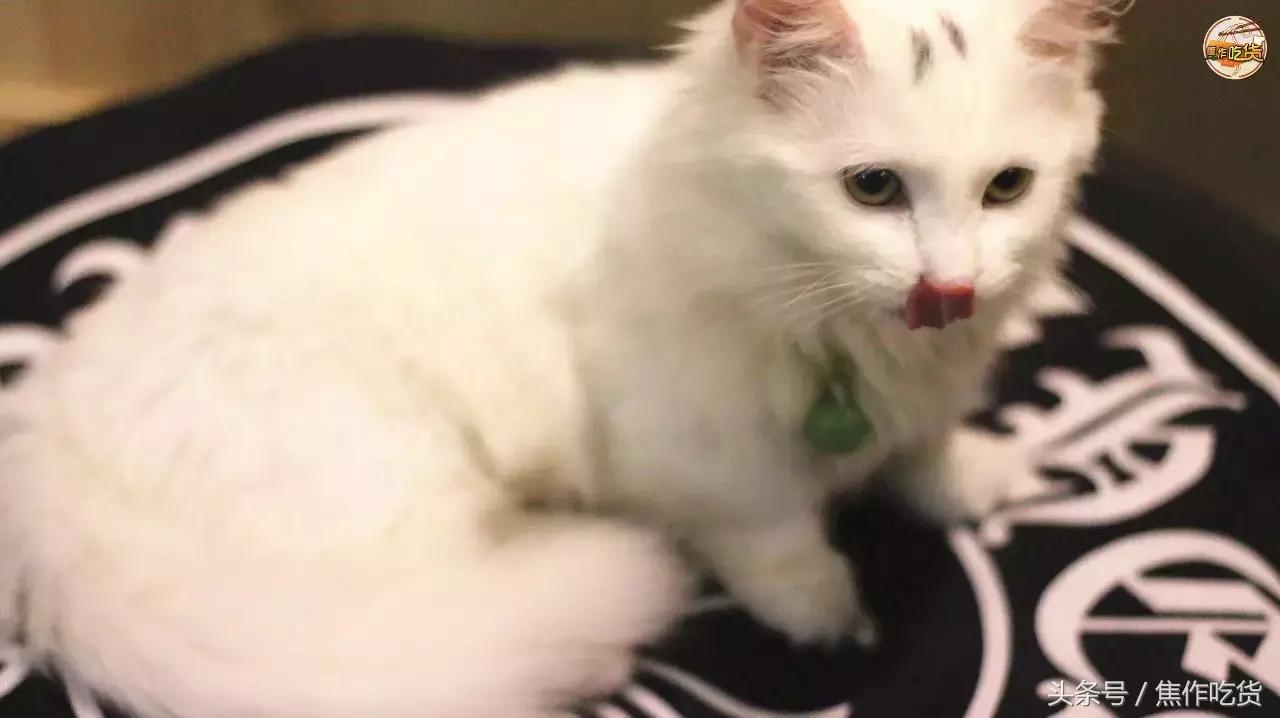 猫咖郑州焦作,焦作猫咖推荐