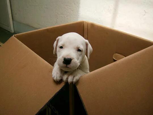 杜高适合什么温度喂养,如何养好一只杜高