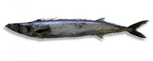 新西兰海产干货,新西兰海珍品