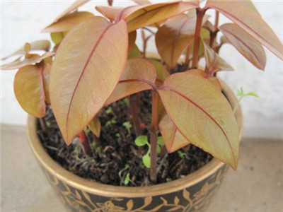 山竹种多久才可以开花结果,山竹是这样种的