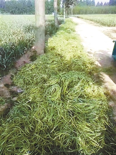 今天各地蒜薹价格多少钱1斤,山东蒜薹价格最新行情走势图