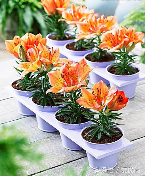 百合花怎么养最合适,百合花怎么养最好