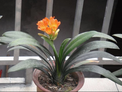 什么植物最吸灰尘最好养,室内吸灰尘最好的无毒植物