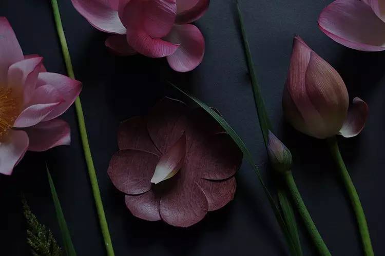 清肠道排宿便最好的茶配方 (减肥便秘最有效的茶)