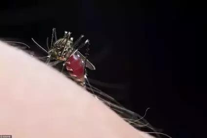 如何治蚊子小妙招,蚊子越来越多怎么防蚊子啊