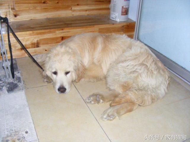 金毛因患犬瘟被主人狠心抛弃，医生建议安乐死，结果存活了下来！